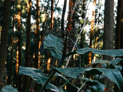 Sunlight filtering through the leaves of a dense forest.